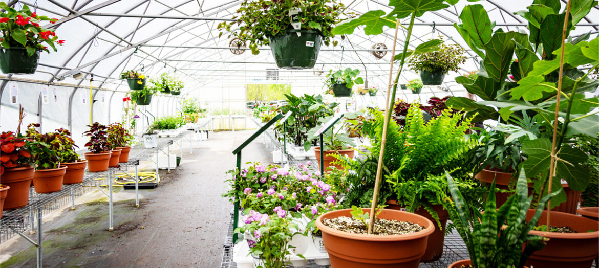 plants in greenhouse